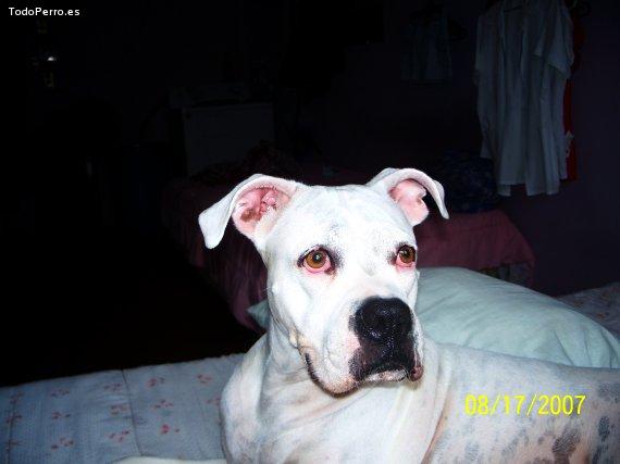 La foto del perro