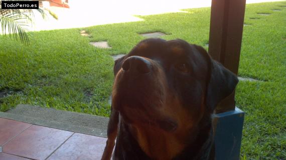 La foto del perro