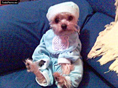 La foto del perro