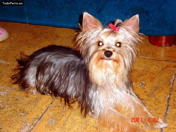 La foto del perro