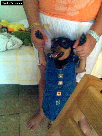 La foto del perro