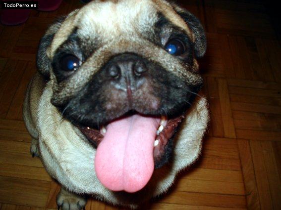 La foto del perro