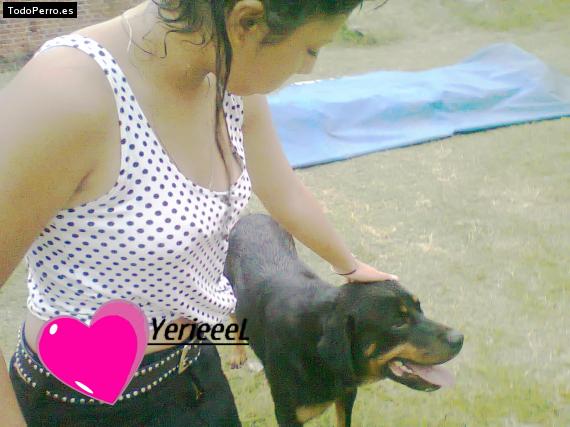 Foto del perro Yeriel