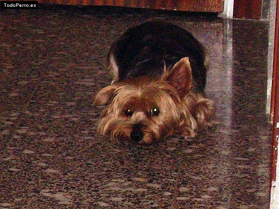 La foto del perro