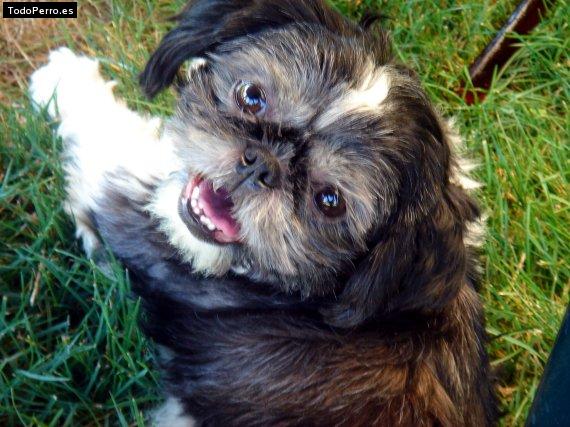 Foto del perro Nina