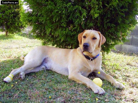 La foto del perro