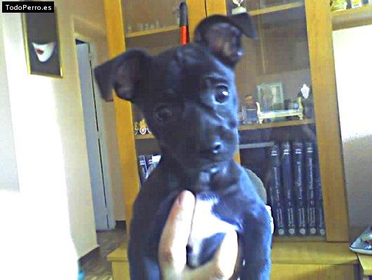 La foto del perro