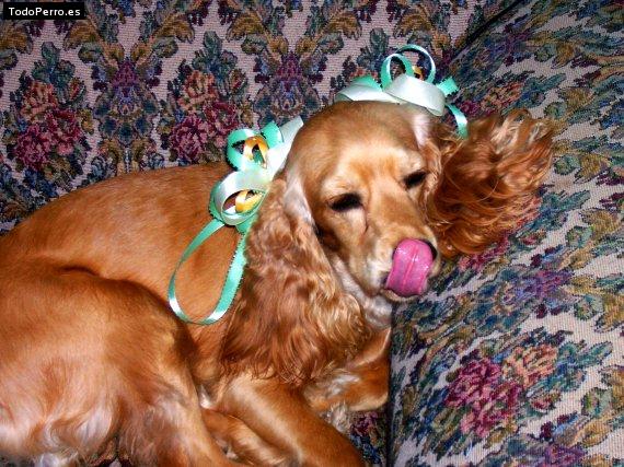 La foto del perro