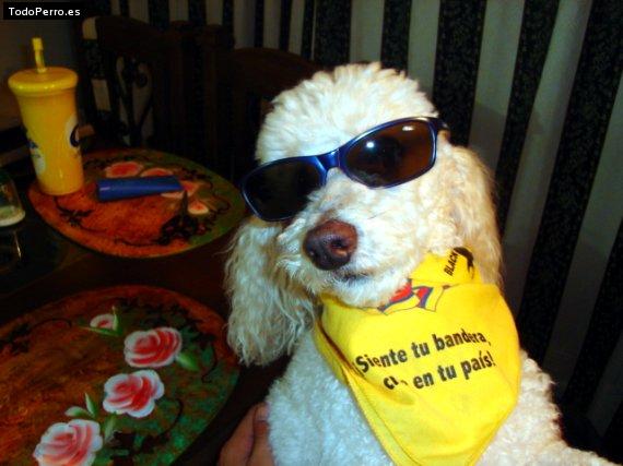 Foto del perro Motoso