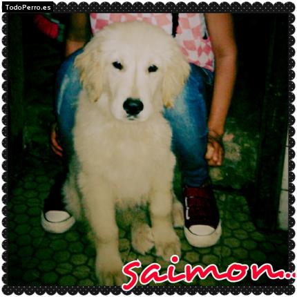 Foto del perro Saimon