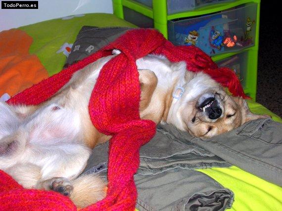 La foto del perro