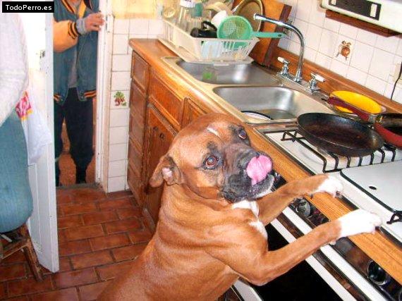 Foto del perro Micky