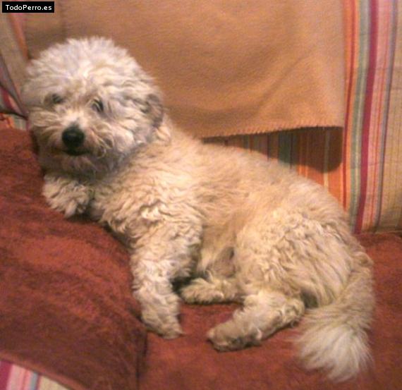 Foto del perro Back