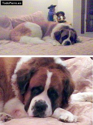 La foto del perro