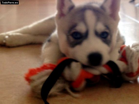 Foto del perro Cali