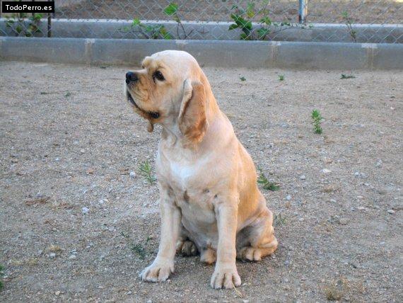 Foto del perro Haldyr