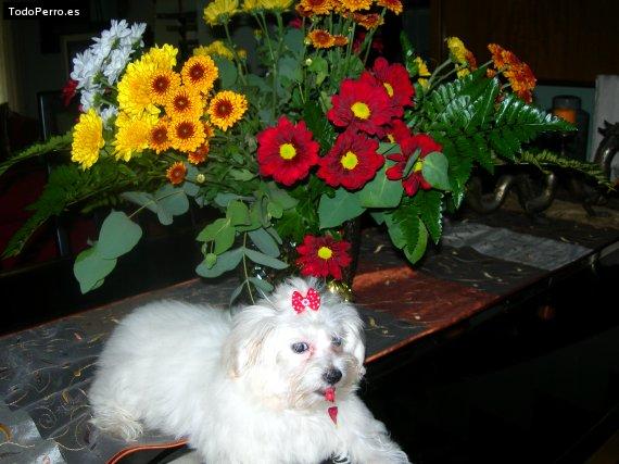 La foto del perro