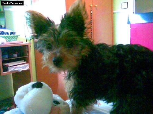 La foto del perro