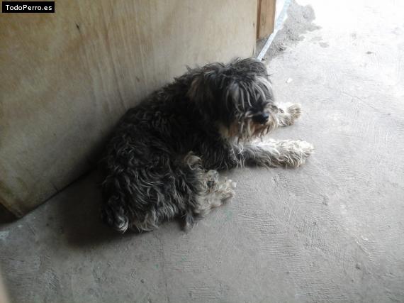 La foto del perro