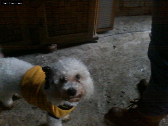 La foto del perro
