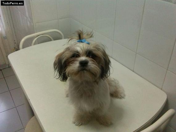 Foto del perro Nico