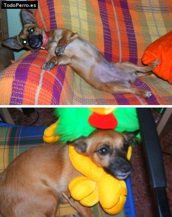 La foto del perro