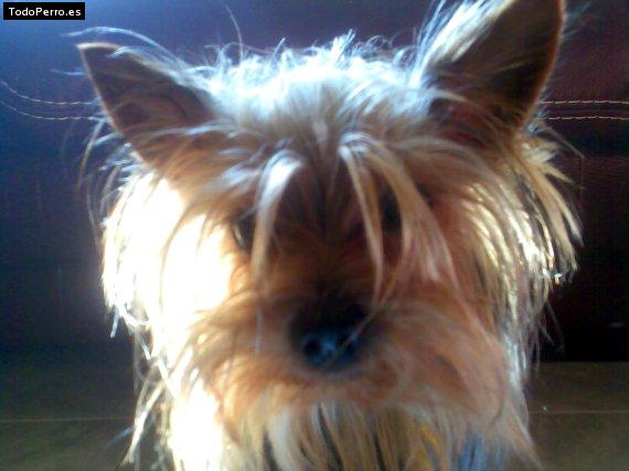 La foto del perro