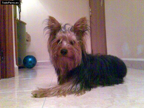 La foto del perro