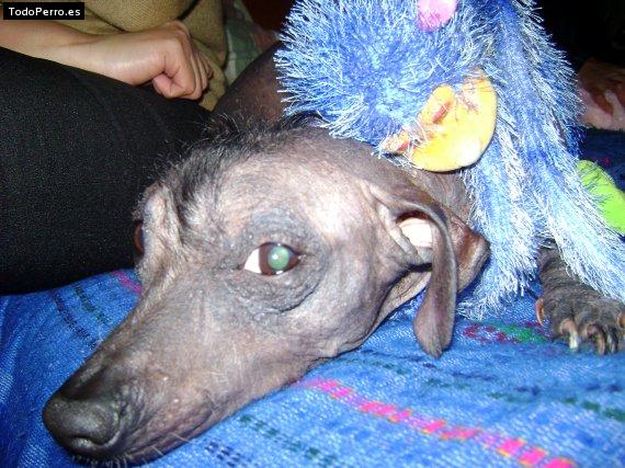 La foto del perro