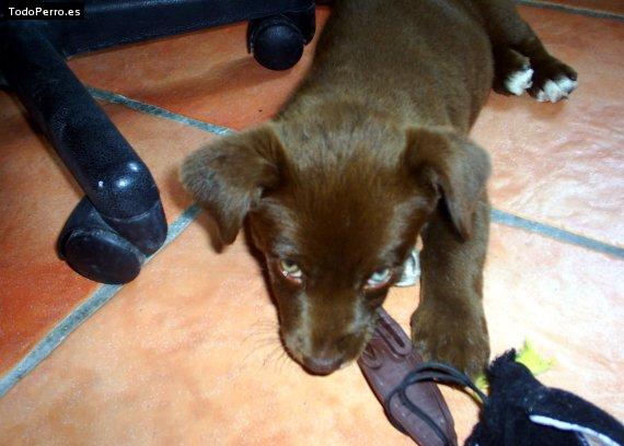 La foto del perro