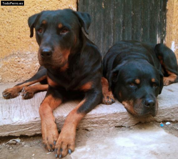 Foto del perro Cogy y bruno