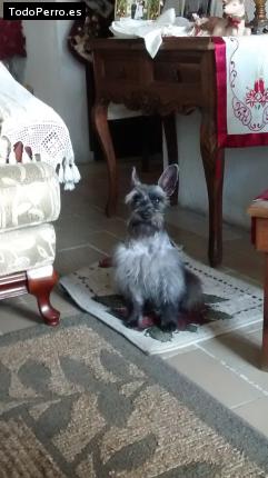 Foto del perro Ferruche