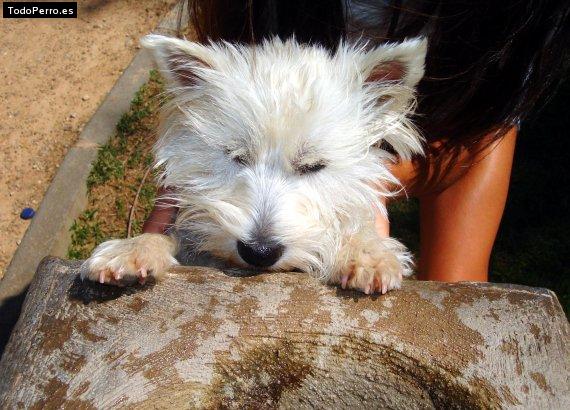 La foto del perro