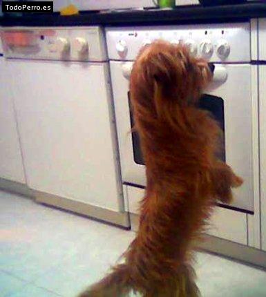La foto del perro