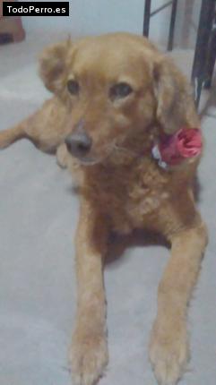 Foto del perro Lissy