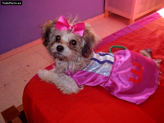 La foto del perro