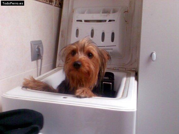 La foto del perro