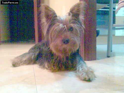 La foto del perro