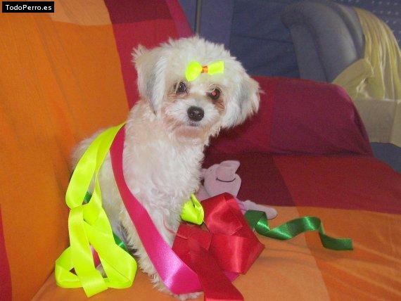 La foto del perro