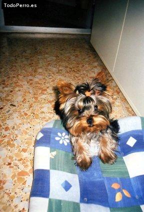 La foto del perro