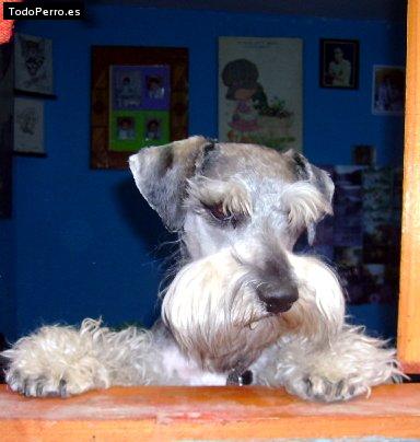 La foto del perro