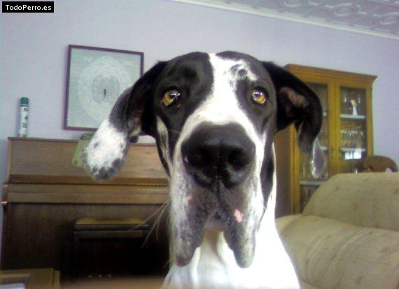 La foto del perro