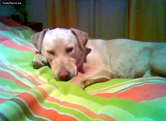 La foto del perro