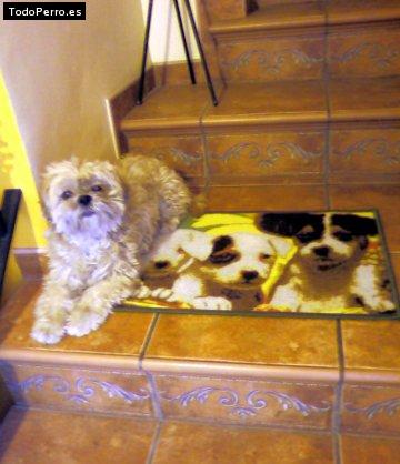 La foto del perro