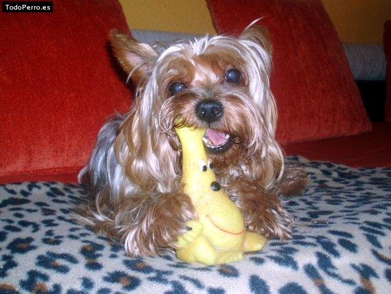 La foto del perro