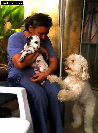 La foto del perro