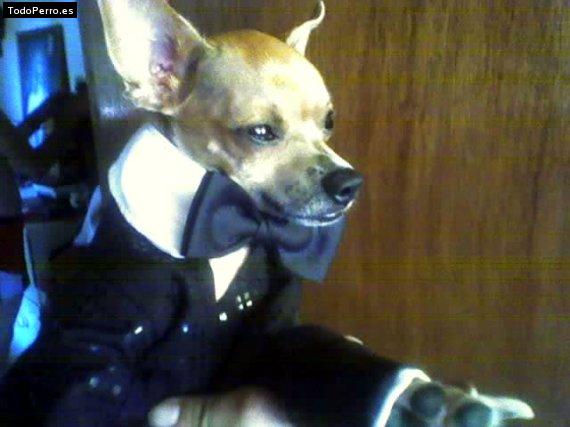La foto del perro