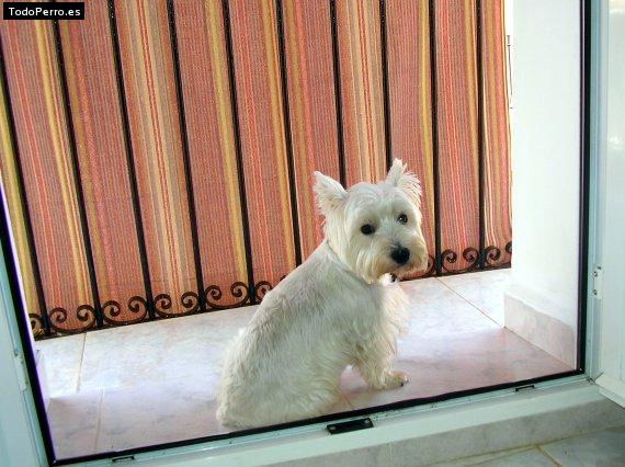 La foto del perro