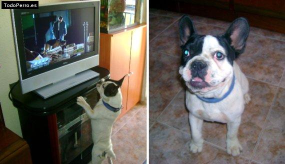 La foto del perro