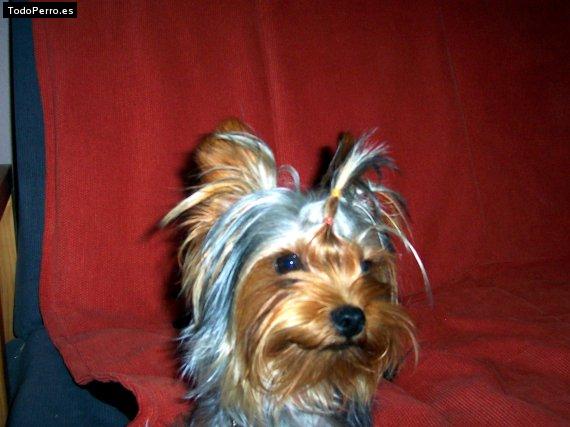 La foto del perro